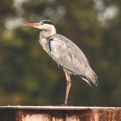 Bird perching on railing