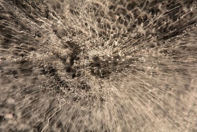 Close-up of dandelion