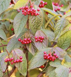 Close-up of berries growing on tree