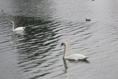 Swans swimming in lake