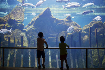 Rear view of boys looking at fish in aquarium