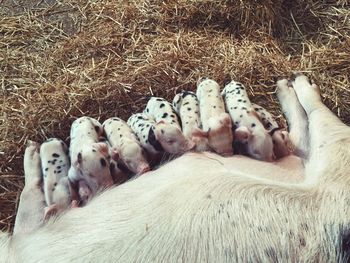 Close-up of sheep