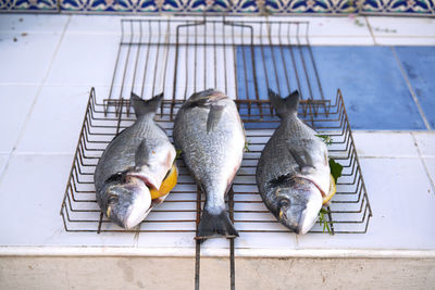 High angle view of fish on metal