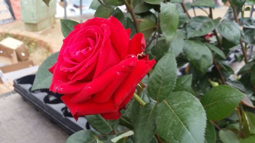 Close-up of red rose blooming outdoors