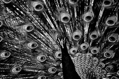 Full frame shot of peacock dancing