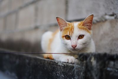 Close-up portrait of cat