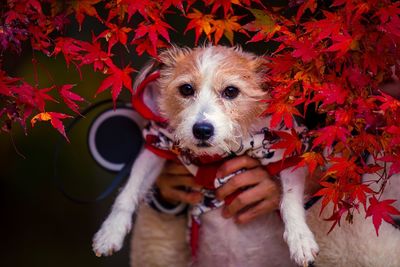 Portrait of cute dog on leaves during autumn
