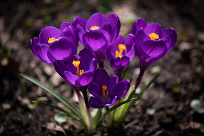 Close-up of purple crocus flowers on field