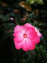Close-up of pink flower blooming outdoors