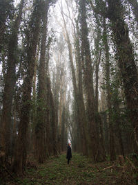 Man standing on footpath amidst trees in forest during foggy weather