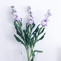Close-up of flowering plant against white background