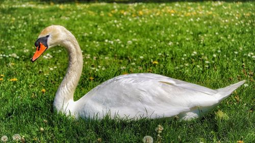 Close-up of swan on grass