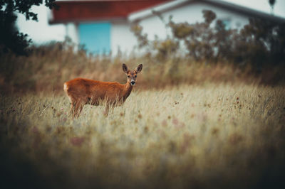 Deer standing on field