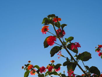 Low angle view of red flowering plant against clear blue sky