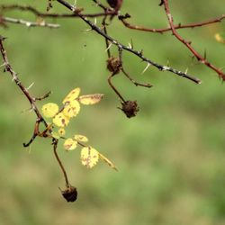 Close-up of flower buds growing on branch