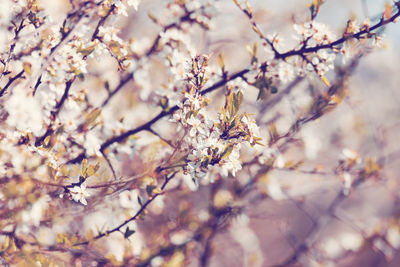 Close-up of cherry blossom on tree