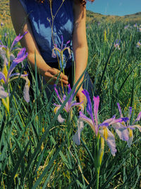 Midsection of person holding purple flowering plants on field