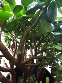 Low angle view of fruits growing on tree