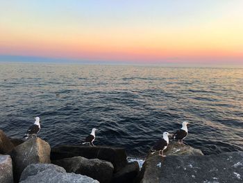 Seagulls on rocks by sea against sky during sunset
