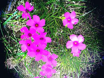 Close-up of pink flower blooming in garden