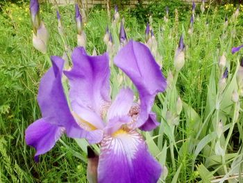 Close-up of purple flower