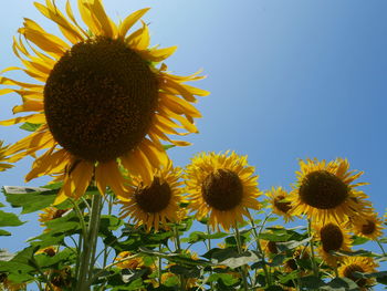 Close-up of fresh yellow sunflower against sky