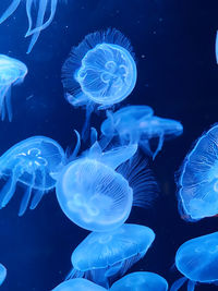 Close-up of jellyfish swimming in sea