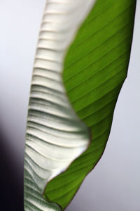 Close-up of leaf over white background