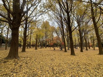 Trees on field during autumn