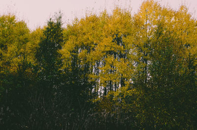 Scenic view of lake by trees against sky