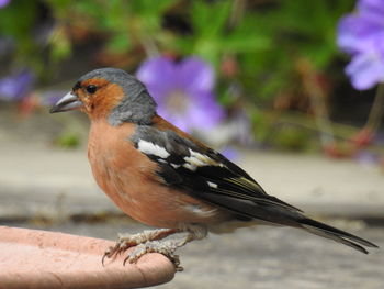 Close-up of bird