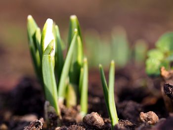 Close-up of plants growing on field