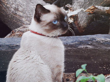 Close-up of cat sitting outdoors