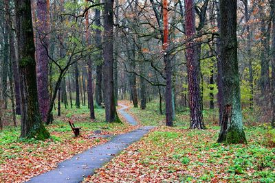 Trees in forest during autumn