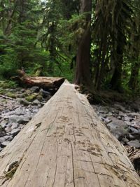 Close-up of log in forest