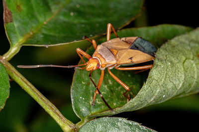 Close-up of insect on leaf