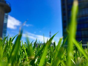 Close-up of grass on field