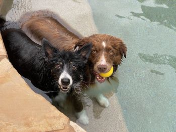 High angle view of dog lying on swimming pool