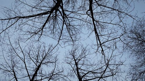 Low angle view of silhouette tree against sky