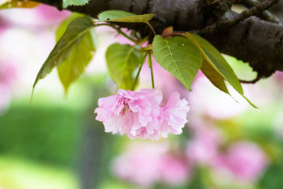 Close-up of fresh pink cherry blossoms in spring