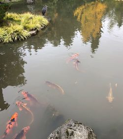 High angle view of koi fish in lake