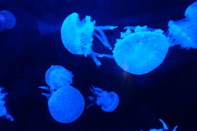 Close-up of jellyfish swimming in aquarium