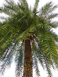 Low angle view of palm trees against sky