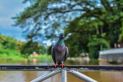 Close-up of bird perching on retaining wall against trees