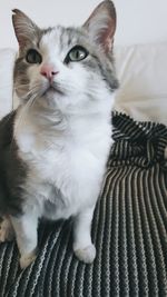 Close-up portrait of cat at home