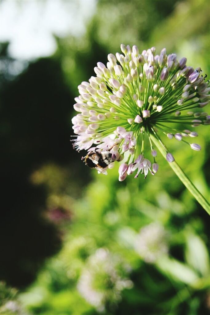 CLOSE-UP OF BEE POLLINATING ON FLOWER