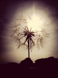 Trees against sky