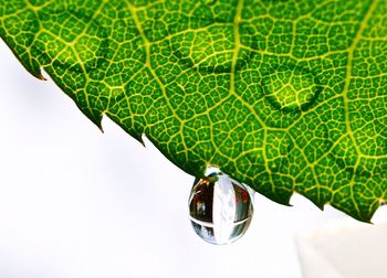 Close-up of leaves