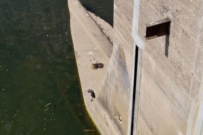 High angle view of lizard on wall by lake