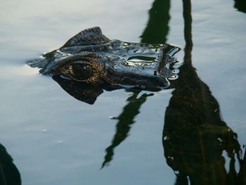 View of a turtle swimming in lake